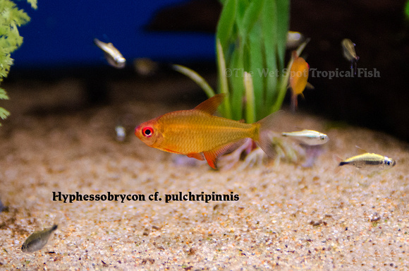 Hyphessobrycon cf. pulchripinnis
