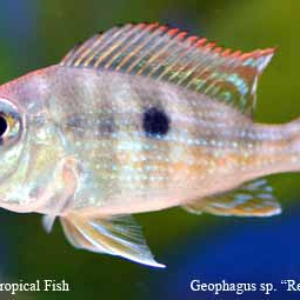 Geophagus sp. - Red Head Tapajos