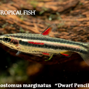 Nannostomus marginatus - Dwarf Pencilfish