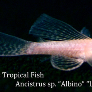 Ancistrus sp. - Albino - Long Fin