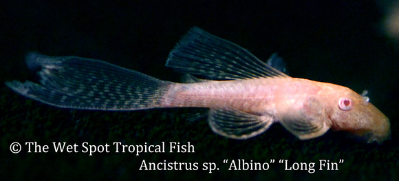 Ancistrus sp. - Albino - Long Fin