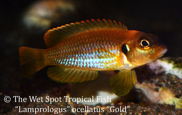 Lamprologus ocellatus - Gold