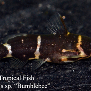 ALL OTHER CATFISH Archives | The Wet Spot Tropical Fish - The Wet 