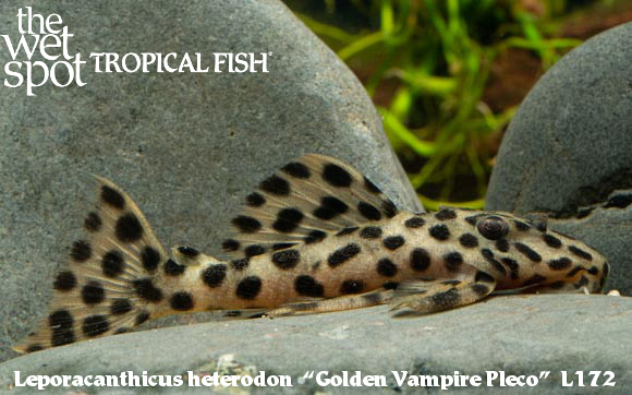 Leporacanthicus heterodon - Golden Vampire Pleco