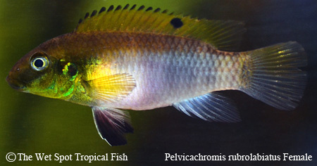 Pelvicachromis rubrolabiatus Female