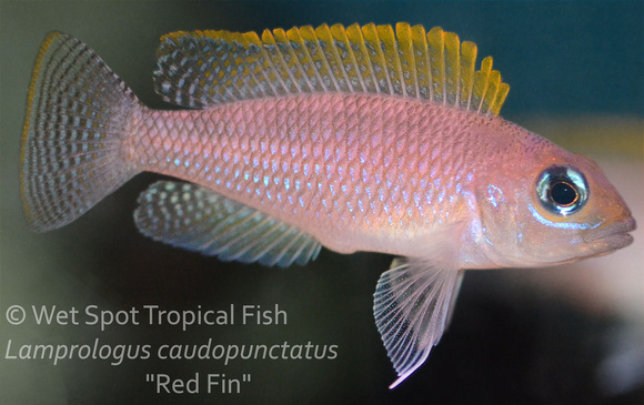 Lamprologus caudopunctatus - Red Fin