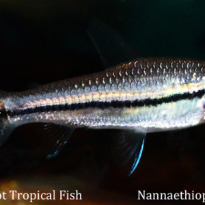 Nannaethiops unifasciatus