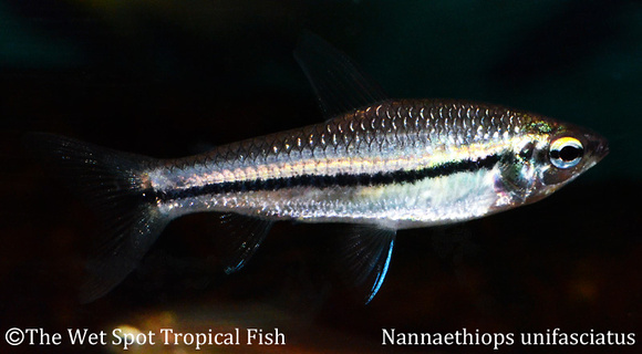 Nannaethiops unifasciatus