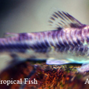 CORYDORAS & ALLIES Archives | Page 2 of 7 | The Wet Spot Tropical 
