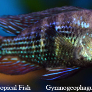 Gymnogeophagus sp. - Blue Neon