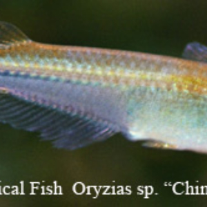 Oryzias sp. - Chinese Red Tail Ricefish