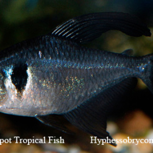 Hyphessobrycon megalopterus