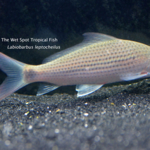 Labiobarbus leptocheilus