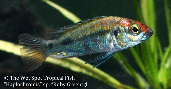 Haplochromis sp. - Ruby Green