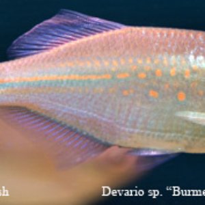 Devario sp. - Burmese Blood Red Giant Danio