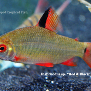 Distichodus sp. - Red and Black