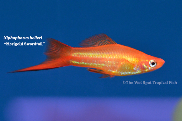 Xiphophorus hellerii - Marigold Swordtail Fish