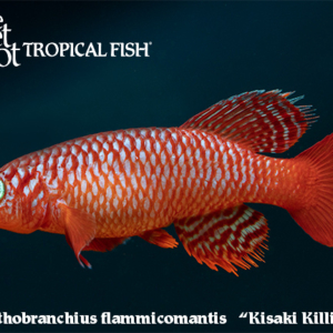 Nothobranchius flammicomantis - Kisaki Killi