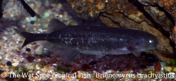 Brienomyrus brachyistius