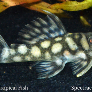 Spectracanthicus sp.
