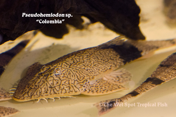 Pseudohemiodon sp. - Colombia