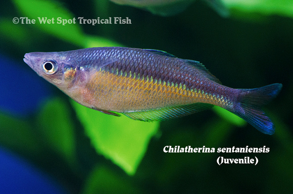 Chilatherina sentaniensis