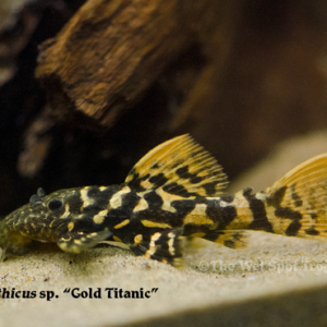 Pseudocanthicus sp. - Gold Titanic