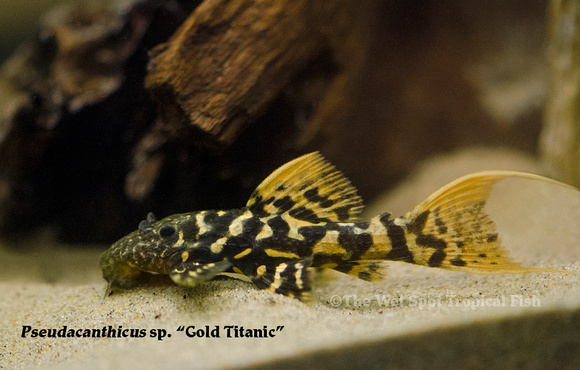Pseudocanthicus sp. - Gold Titanic