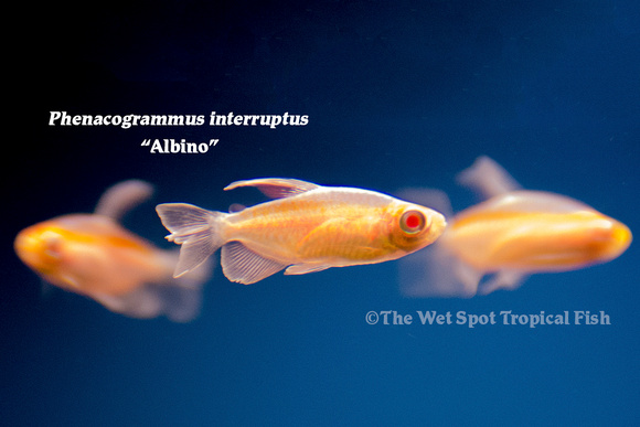 PHenacogrammus interruptus - Albino