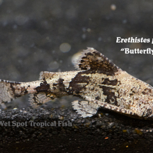 Erethistes pussilus - Butterfly Catfish