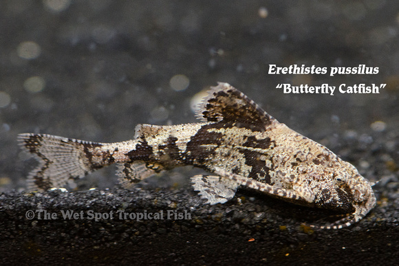 Erethistes pussilus - Butterfly Catfish