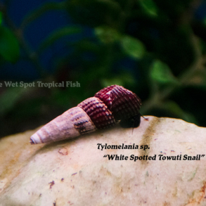 Tylomelania sp. - White Spotted Towuti Snail