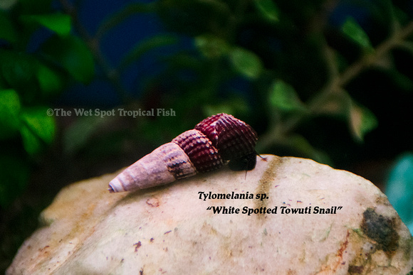 Tylomelania sp. - White Spotted Towuti Snail