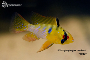 SOUTH AMERICAN CICHLIDS Archives | Page 12 of 15 | The Wet Spot 