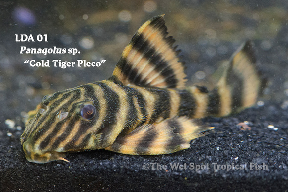 Panaqolus sp. - Gold Tiger Pleco
