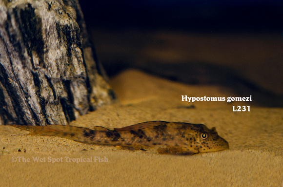 Hypostomus gomezi