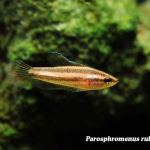 Parosphromenus rubrimontis