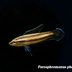 Parosphromenus phoenicurus