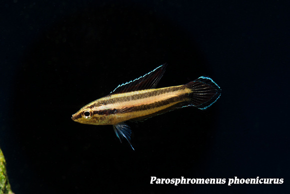 Parosphromenus phoenicurus