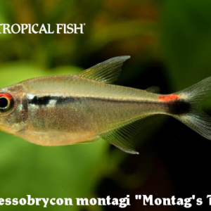 Hyphessobrycon montagi - Montag's Tetra