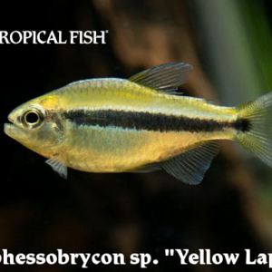 Hyphessobrycon sp. - Yellow Lapis