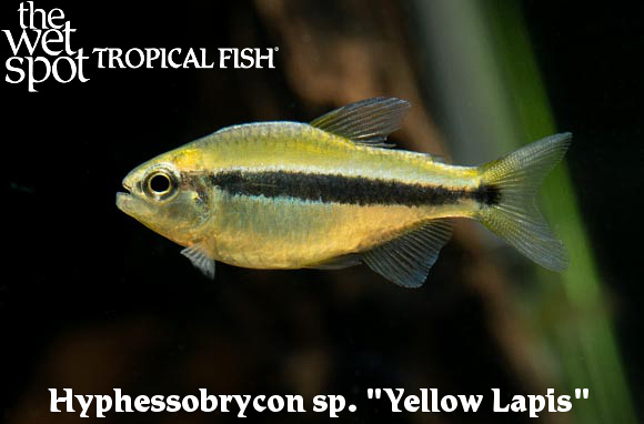 Hyphessobrycon sp. - Yellow Lapis