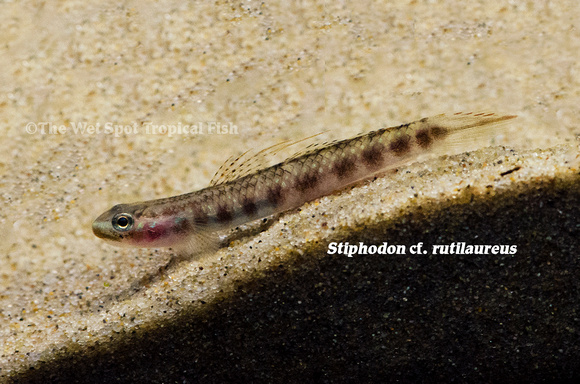Stiphodon cf. rutilaureus