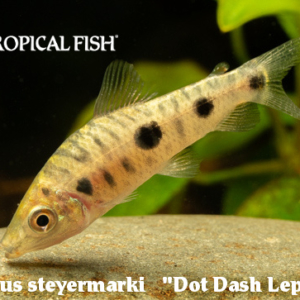 Leporinus steyermarki - Dot Dash Leporinus