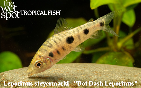 Leporinus steyermarki - Dot Dash Leporinus