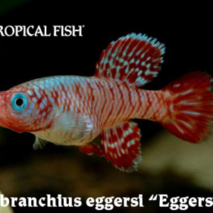 Nothobranchius eggersi - Eggersi Killi