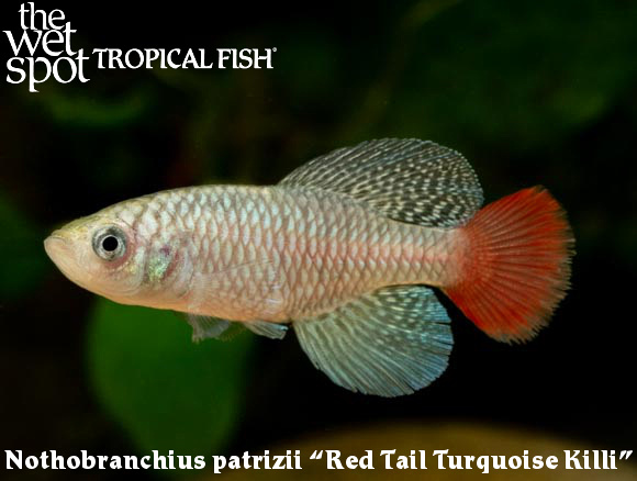 Nothobranchius patrizii - Red Tail Turquoise Killi