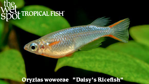 Oryzias woworae - Daisy's Ricefish