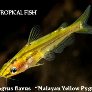 Hyalobagrus flavus - Malayan Yellow Pygmy Cat