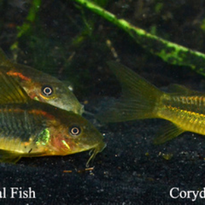 Corydoras sp. - Lazer Orange Fish